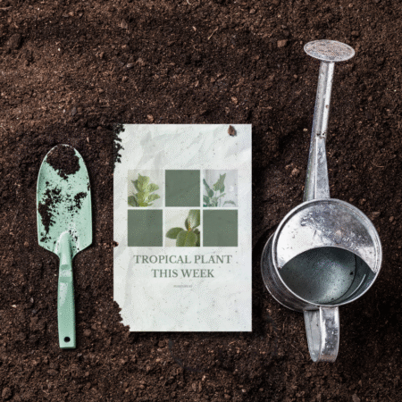 Plantable Postcards